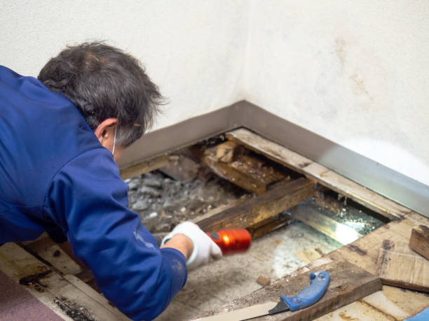 Best Fast Mold Removal  in Manchester, IA