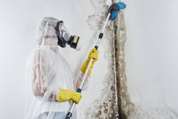 Best Residential Mold Removal  in Manchester, IA