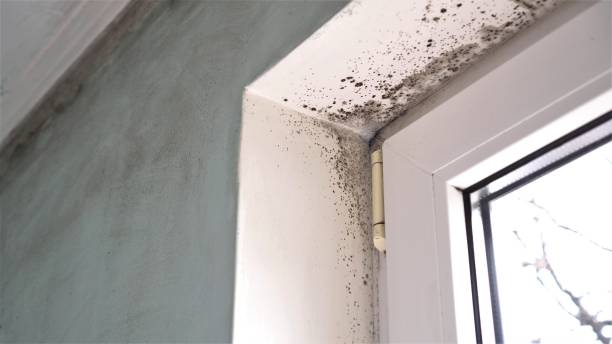Best Crawl Space Mold Removal  in Manchester, IA