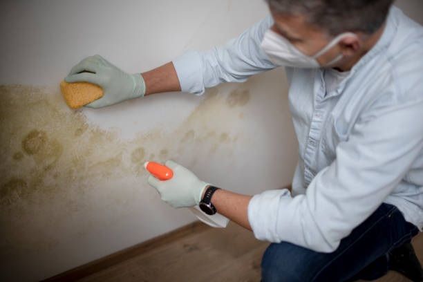 Mold Removal and Inspection in Manchester, IA