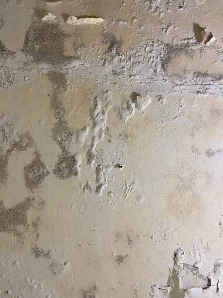 Best Mold Remediation  in Manchester, IA