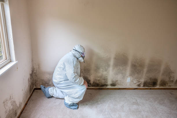 Best Office Mold Removal Services  in Manchester, IA