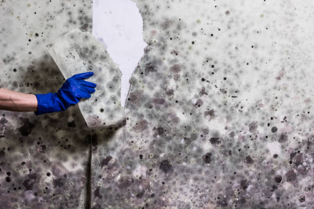Best Mold Removal Near Me  in Manchester, IA