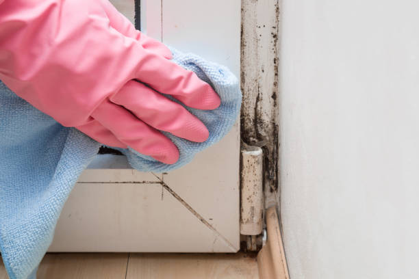 Best Home Mold Removal  in Manchester, IA
