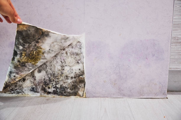 Best Professional Mold Removal  in Manchester, IA